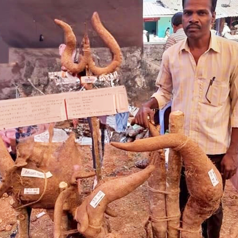 The-Joida-Tuber-Mela-image2